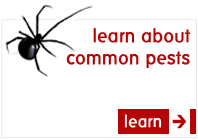 Learn about Common pests
